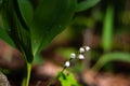 Blossoming lilies of the valley in a sunny forest Royalty Free Stock Photo