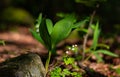 Blossoming lilies of the valley in a sunny forest Royalty Free Stock Photo