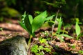 Blossoming lilies of the valley in a sunny forest Royalty Free Stock Photo