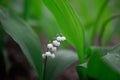 Blossoming lilies of the valley in a sunny forest Royalty Free Stock Photo