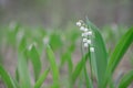 Blossoming lilies of the valley in a sunny forest Royalty Free Stock Photo