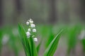 Blossoming lilies of the valley in a sunny forest Royalty Free Stock Photo
