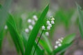 Blossoming lilies of the valley in a sunny forest Royalty Free Stock Photo