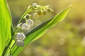 Blossoming lilly of the valley Convallaria majalis