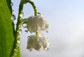 Blossoming lilly of the valley Convallaria majalis with transparent drops of water.