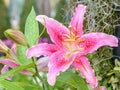 Blossoming lily