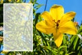 Blossoming lily in the garden against the blue sky close up. Space for text. Royalty Free Stock Photo