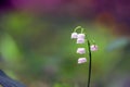 Blossoming Lily of the valley Convallaria majalis plant with white and pink flowers from Asparagaceae family on a purple-green