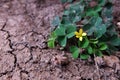 Blossoming little flower and clover tree on dry and crack soil