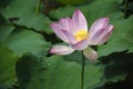 Blossoming lotus flower