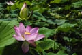 Blossoming lotus flower Royalty Free Stock Photo