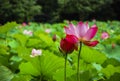 Blossoming lotus flower