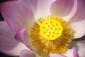 Blossoming lotus flower Royalty Free Stock Photo