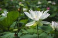 Blossoming lotus flower Royalty Free Stock Photo