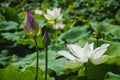 Blossoming lotus flower Royalty Free Stock Photo