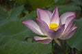 Blossoming lotus flower Royalty Free Stock Photo