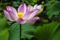 Blossoming lotus flower Royalty Free Stock Photo