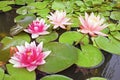 Blossoming Lotus flowers in a pond