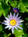 Blossoming lotus over the water