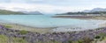 Blossoming lupin flowers on shingle beach at Tekapo lake shore, New Zealand Royalty Free Stock Photo