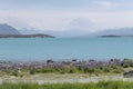 Blossoming lupin flowers on Tekapo lake shore, New Zealand Royalty Free Stock Photo