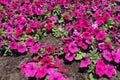 Blossoming magenta-colored petunias in the garden Royalty Free Stock Photo