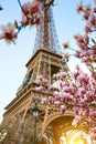 Blossoming magnolia against the background of Eiffel Tower