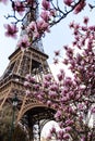 Blossoming magnolia against background of the Eiffel Tower