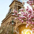 Blossoming magnolia against the background of Eiffel Tower