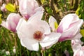 Blossom of magnolia flower. Beautiful opend bloom in white and pink and inflorescence Royalty Free Stock Photo