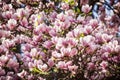 Blossoming of magnolia flowers