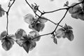 Blossoming of magnolia flowers in spring time