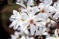 Blossoming white flower background, natural wallpaper, flowering magnolia kobus branch in spring garden Royalty Free Stock Photo