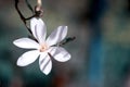 Blossoming white flower background, natural wallpaper, flowering magnolia kobus branch in spring garden Royalty Free Stock Photo