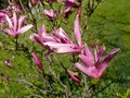 Blossoming magnolia liliyetsvetny Magnolia liliiflora Desr.