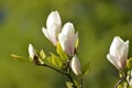 The blossoming magnolia of Sulanzha (Magnolia Ãâsoulangeana Soul Royalty Free Stock Photo