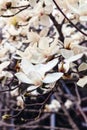 blossoming magnolia tree in Beijing Imperial city Royalty Free Stock Photo