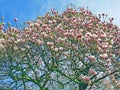 Blossoming magnolia tree in springtime in the Netherlands