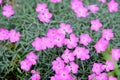 The blossoming maiden pink Dianthus deltoides L