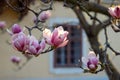 Blossoming mangolia tree in spring time