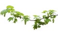 The blossoming maple branch Royalty Free Stock Photo