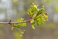 Blossoming maple tree branch. Royalty Free Stock Photo