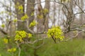 Blossoming maple tree branch. Springtime in a park. Royalty Free Stock Photo