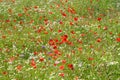 Blossoming meadow background.