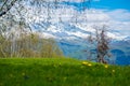 Blossoming meadow in the mountains Royalty Free Stock Photo