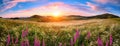 Blossoming meadow sunset panorama