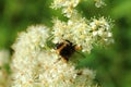 Blossoming meadowsweet with a bumblebee in the meadow