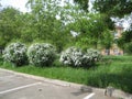 blossoming meadowsweet bushes with white flowers in the city park