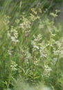 Blossoming meadowsweet, Filipendula ulmaria