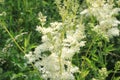 Blossoming meadowsweet in the meadow
